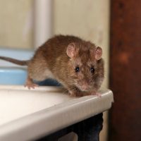 Comment les rats survivent-ils à l'hiver