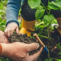 Comment faire pousser un jardin dans votre maison