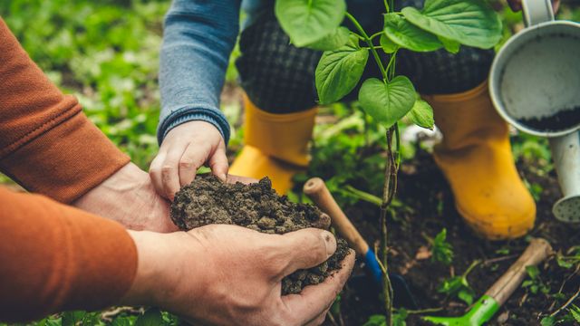 Comment faire pousser un jardin dans votre maison